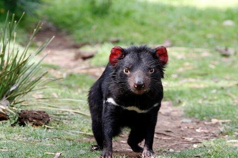 Bonorong Wildlife Park And Richmond Afternoon Tour From Hobart - Restaurant Find 4