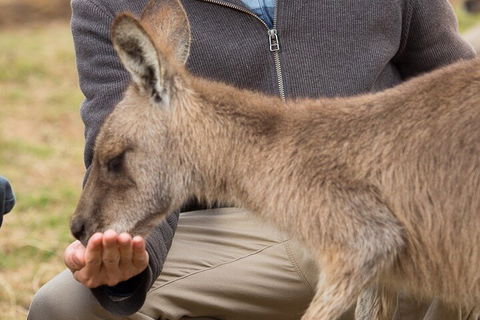 Bonorong Wildlife Park And Richmond Afternoon Tour From Hobart - Restaurant Find 5