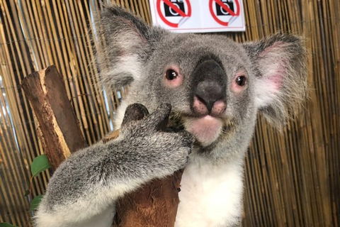 Kuranda Tour Deluxe Course With Kuranda 3 Zoos Or Free Course - Restaurant Find 0
