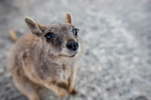 Chillagoe Caves And Outback Day Trip From Cairns - Restaurant Find 2