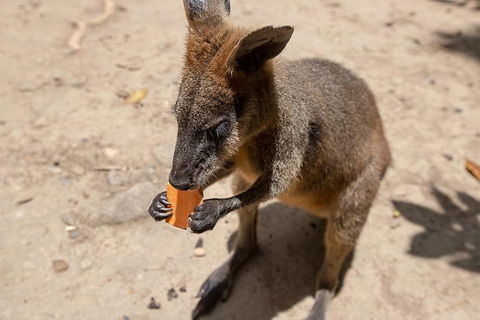 Chillagoe Caves And Outback Day Trip From Cairns - Restaurant Find 5