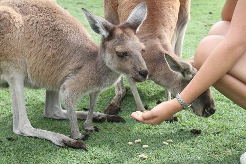 Pinnacles Desert, Koalas And Sandboarding 4WD Day Tour From Perth - Restaurant Find 1