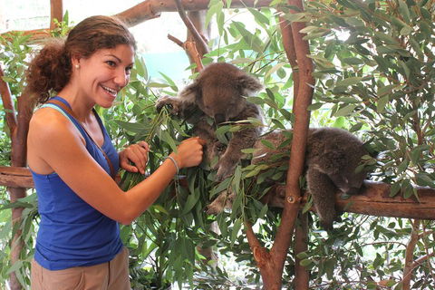 Pinnacles Desert, Koalas And Sandboarding 4WD Day Tour From Perth - Restaurant Find 5