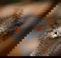 Currumbin Wildlife Sanctuary General Entry Ticket - Restaurant Find