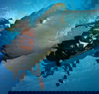 Great Barrier Reef Snorkeling and Diving Cruise from Cairns - Restaurant Find