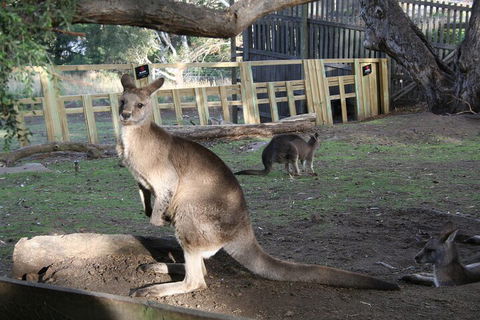 Mt. Wellington, Bonorong And Richmond Day Tour From Hobart - Restaurant Find 2