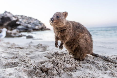 Rottnest Island Bike & Ferry Package From Perth - Restaurant Find 5