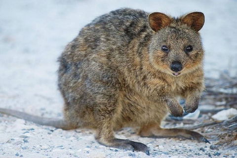 Rottnest Island Bayseeker Day Trip From Perth - Restaurant Find 2