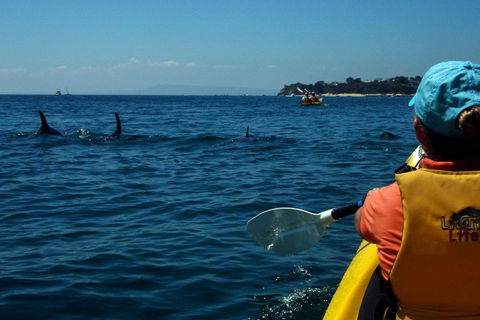 Mornington Peninsula Kayak Coastline Tour Of Dolphin Sanctuary - Restaurant Find 0