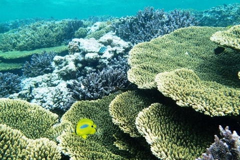 Abrolhos Islands Scenic Flight & Snorkel Adventure From Perth - Restaurant Find 4