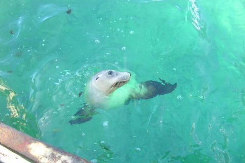 Abrolhos Islands Scenic Flight & Snorkel Adventure From Perth - Restaurant Find 5
