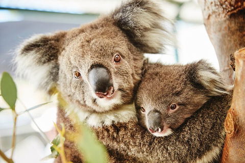 Full-Day Pinnacles Desert And Yanchep National Park Tour From Perth - Restaurant Find 5