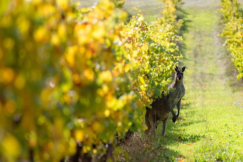 Margaret River 3 Day Escape - Restaurant Find 4