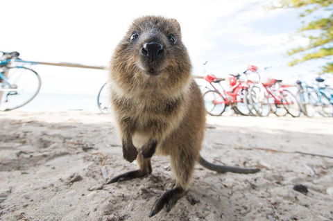 Rottnest Island Round-Trip Ferry From Perth Or Fremantle - Restaurant Find 3