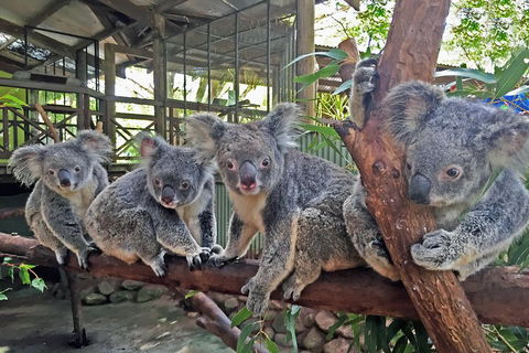 Best Of Kuranda Including Skyrail, Kuranda Scenic Railway And Rainforestation - Restaurant Find 4