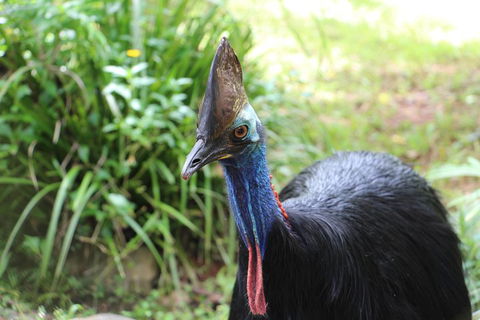 Kuranda Rainforestation Nature Park Ticket (BNP) - Restaurant Find 3