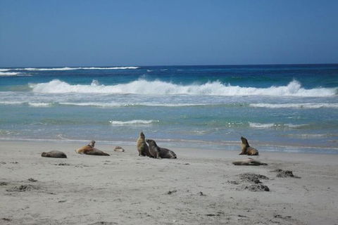Kangaroo Island In A Day Tour From Adelaide - Restaurant Find 1