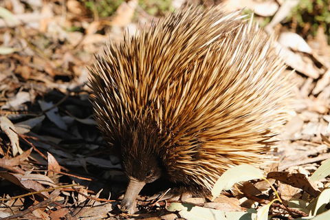 Kangaroo Island In A Day Tour From Adelaide - Restaurant Find 2