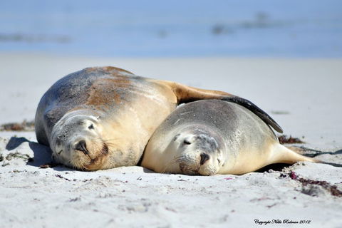 NEW TOUR - Kangaroo Island Road To Recovery Tour (1 Day/1 Night) - Restaurant Find 1