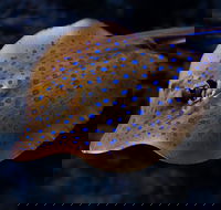Cairns Aquarium Tour by Twilight with Drink and Appetiser - Restaurant Find
