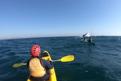 Kayaking With Dolphins In Byron Bay Guided Tour - Restaurant Find 3