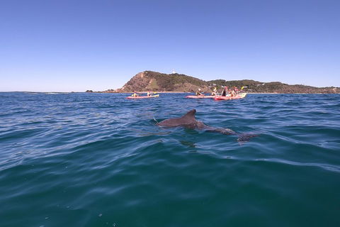 Kayaking With Dolphins In Byron Bay Guided Tour - Restaurant Find 5