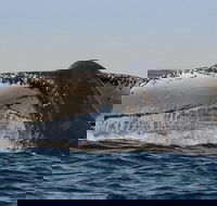 Sydney Whale-Watching Cruise Including Lunch or Breakfast - Restaurant Find