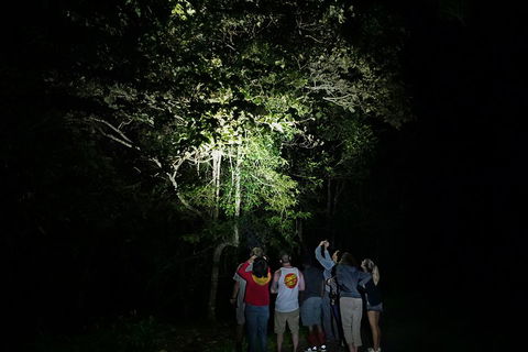 Atherton Tablelands Rain Forest By Night From Cairns - Restaurant Find 2