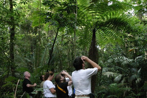 Atherton Tablelands Rain Forest By Night From Cairns - Restaurant Find 3
