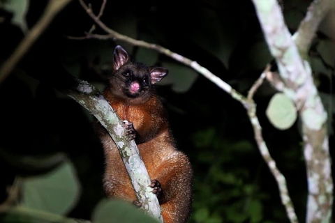 Atherton Tablelands Rain Forest By Night From Cairns - Restaurant Find 4