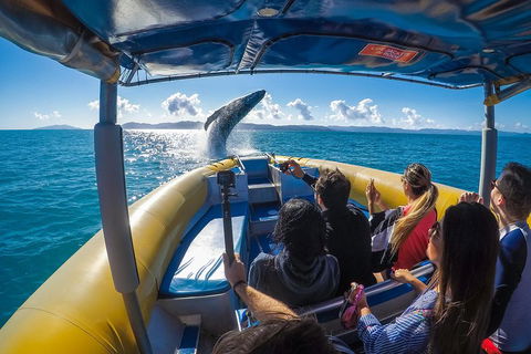 Ocean Rafting Tour To Whitehaven Beach, Hill Inlet Lookout & Top Snorkel Spots - Restaurant Find 4