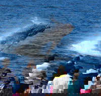 Tangalooma Island Resort Whale Watching Day Cruise - Restaurant Find