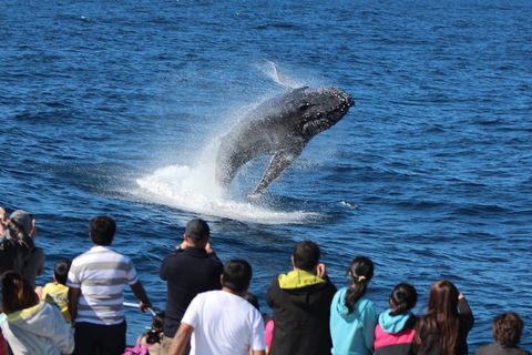 Tangalooma Island Resort Whale Watching Day Cruise - Restaurant Find 0