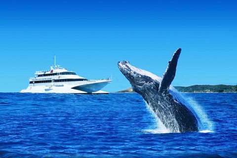 Tangalooma Island Resort Whale Watching Day Cruise - Restaurant Find 1