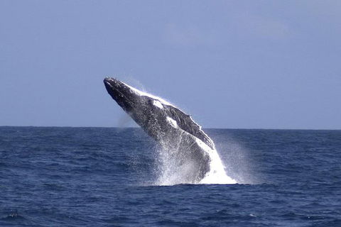 Tangalooma Island Resort Whale Watching Day Cruise - Restaurant Find 4