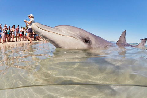 7-Day Exmouth Explorer Via Pinnacles Monkey Mia Ningaloo Reef Returning To Perth - Restaurant Find 1