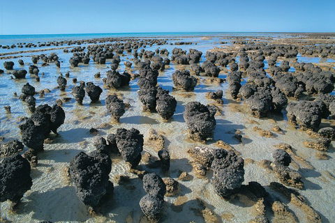 7-Day Exmouth Explorer Via Pinnacles Monkey Mia Ningaloo Reef Returning To Perth - Restaurant Find 3
