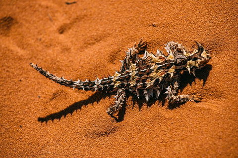 4-Day Coastal Loop Via Monkey Mia Wild Dolphins Kalbarri Pinnacles Perth Return - Restaurant Find 5