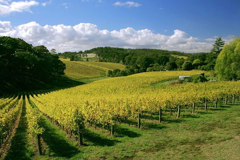 McLaren Vale And Glenelg Wine Tasting And Sightseeing (Half-day Afternoon) - Restaurant Find 4