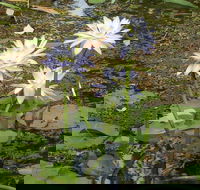 Yellow Water Cruise - Kakadu - Restaurant Find