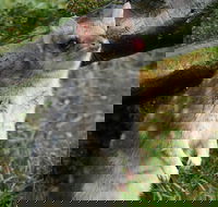 1-Hour Tasmanian Devil Feeding Day Tour at Cradle Mountain - Restaurant Find