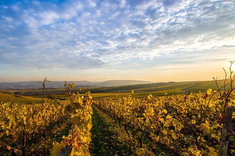 Wine Tours Sydney - Southern Highlands Day Escape, Full Day Wine Tasting Tour - Restaurant Find 1
