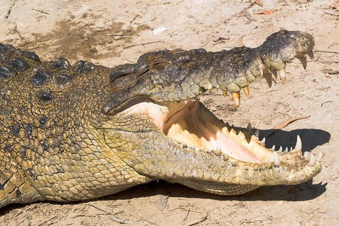 4-Day Cairns Ultimate Combo: Daintree Rainforest, Reef, Kuranda & Paronella Park - Restaurant Find 0