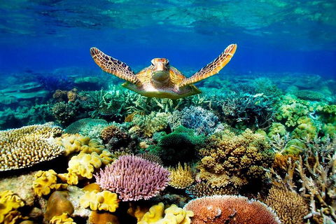 4-Day Cairns Ultimate Combo: Daintree Rainforest, Reef, Kuranda & Paronella Park - Restaurant Find 3