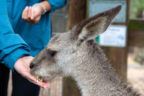 Private Blue Mountains Escape The Crowds SUV Tour - Restaurant Find 2