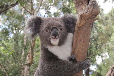 Private Blue Mountains Tour With Kangaroo And Koala Experience - Restaurant Find 2