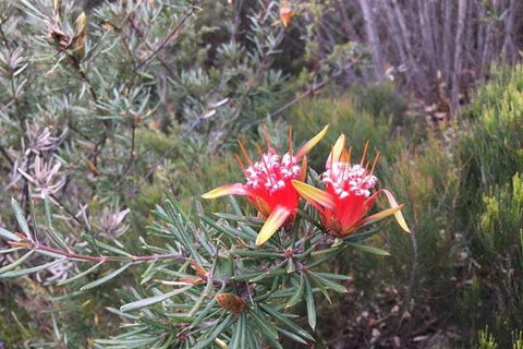 Private Blue Mountains Tour With Kangaroo And Koala Experience - Restaurant Find 4