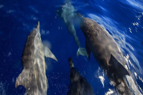 1.5HR Mudjimba Island Wildlife Safari - Restaurant Find 3
