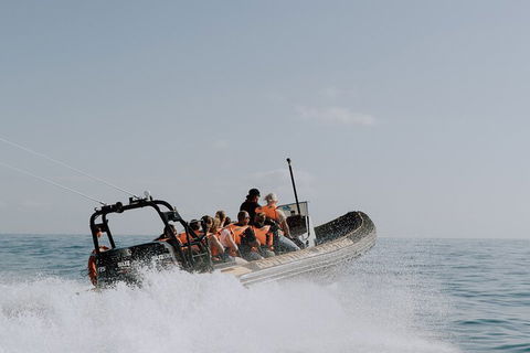 Adventure Whale Watching Tour Mooloolaba - Restaurant Find 0