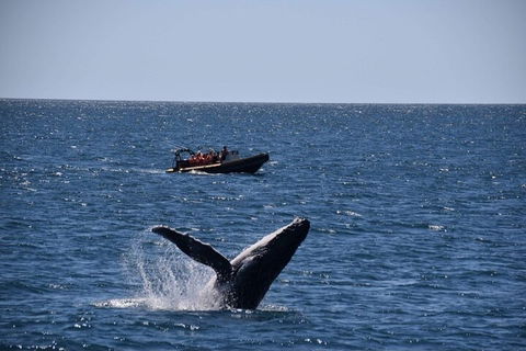 Adventure Whale Watching Tour Mooloolaba - Restaurant Find 1